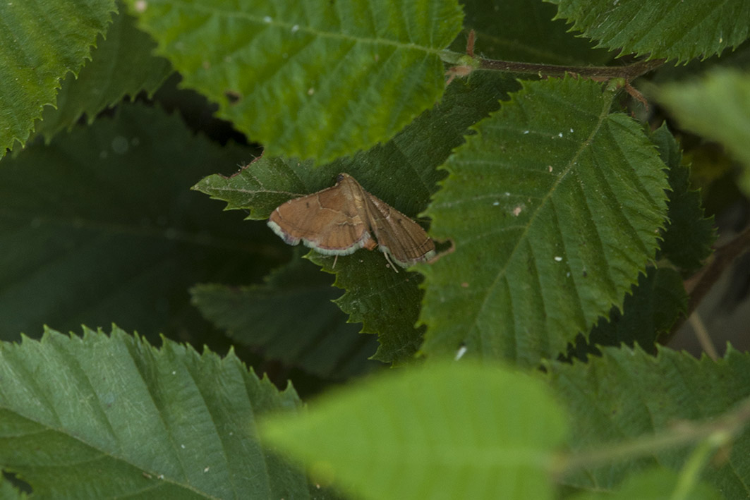 Da identificare - Endotricha flammealis, Pyralidae